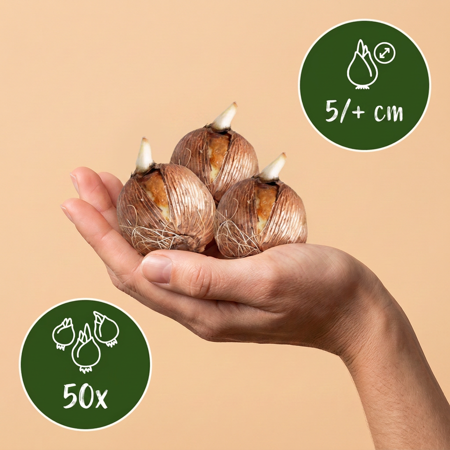 Krokusbollen Species mix — gemengde kleuren, 50 stuks (bolmaat 5/6)