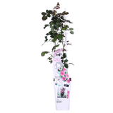 3x - Rosa Crazy in love 'Pink' - ↨65cm - Ø15