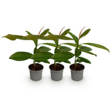 Green boutiQ - Tuinplant - Magnolia grandiflora - Bloem Wit - 3 Planten - Bladhoudend - Weinig Onderhoud - Pot 12cm Hoogte 30cm