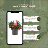Winterwonderland mix set - 3 x Gaultheria + 3x Calocephalus - Ø 10 cm ↨ 15 cm