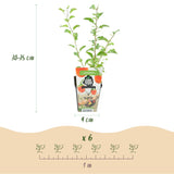 Green boutiQ - Fruitplanten - Goijbes - Lycium Barbarum - Winterhard - 3 Planten - Pot9 cm - Oranje - Rode Vrucht