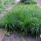 Green boutiQ - Siergrassen -Carex morrowii Irish Green - Groen & Geel - 1 Plant - Groenblijvend - Winterhard - Pot 17cm Hoogte 50cm