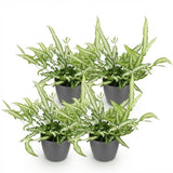 Green boutiQ - Kamerplant - Pteris cretica Albolineata - Lintvaren - Huisdiervriendelijke Plant - Groen - 4 Planten - met Potter Grijs - Pot 12cm - Hoogte 20cm