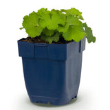 Green boutiQ - Vasteplant - Alchemilla mollis - Vrouwenmantel - Bodembedekkend - Geel - 1 Plant - Pot 11cm - Hoogte 15-25cm