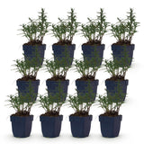 Green boutiQ - Vasteplant - Aster (D) Mittelmeer - Zeeaster - Bijen en Vlinderlokkers - Paars - 12 Planten - Pot 11cm - Hoogte 15-25cm