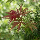 Green boutiQ - Tuinplant - Acer palmatum Jerre Swarts - Japanse Esdoorn - Bladverliezend - Oranje-Rood - 1 - Pot 26cm - Hoogte 90cm