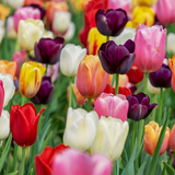 Tulpenbollen mix bundel 15 zakjes