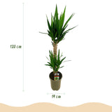 Green boutiQ - Kamerplant - Yucca elephantipes - Yucca - Weinig onderhoud - Groen - 1 - Pot 19cm - Hoogte 95cm