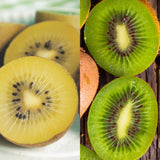Green boutiQ - Fruitplant - Groene & Gele Kiwi - Actinidia deliciosa Jenny & Golden Kiwi- 2 planten- Pot 15cm Hoogte 50cm