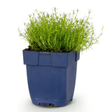 Green boutiQ - Vasteplant - Sagina subulata - Vetmuur - RotsPlant - Wit - 1 Plant - Pot 11cm - Hoogte 15-25cm