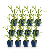 Green boutiQ - Vasteplant - Hemerocallis Summer Wine - Daglelie - Bijen en Vlinderlokkers - Paars - 12 Planten - Pot 11cm - Hoogte 15-25cm
