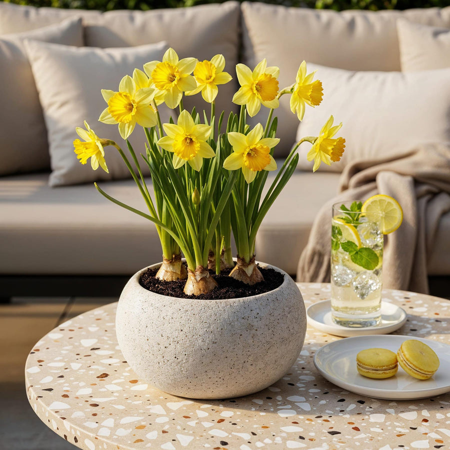 Narcisbollen Yellow — geel, 40 stuks (bolmaat 10/12)