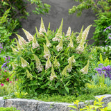 Green boutiQ - Tuinplant - Buddleja davidii Butterfly Candy Little White - Vlinderstruik - Compact - Wit - 1 Plant - Pot 12cm - Hoogte 20-25cm