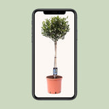 Olea Olijf - Ø22cm - ↕100cm