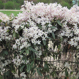 Green boutiQ - Klimplant - Clematis armandii Apple Blossom - Bloem Roze - Groenblijvend - Weinig onderhoud - 1 Plant pot 11cm Hoogte 40cm
