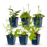 Green boutiQ - Vasteplant - Borderpakket - Bijen en vlinderlokkend - Diversen - Soorten en kleuren - 6 Planten - Pot 11cm - Hoogte 15-25cm