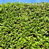 Green boutiQ - Haagplanten - Ligustrum ovalifolium -blad groen - 6 planten - 1 strekkende meter - groenblijvend - pot 17cm hoogte 55cm