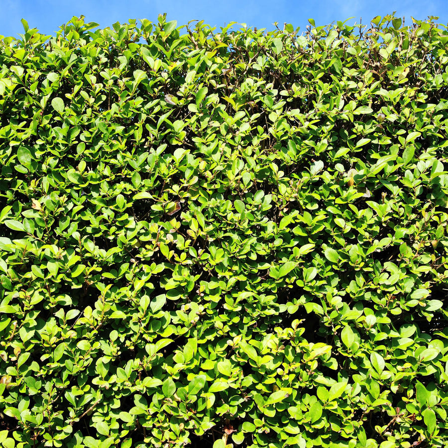 Ligustrum ovalifolium — Ligusterhaag, 6 planten (1 strekkende meter), 55 cm