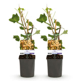 Green boutiQ - Fruitplant - Aalbes - Ribes rubrum White Pearl - Witte Bes - 2 planten -Pot 11cm Hoogte 40cm