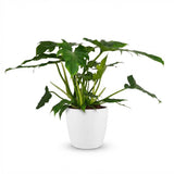 Green boutiQ - Kamerplant - Philodendron - Philodendron Lacerum - Groen - Weinig onderhoud - 1 Plant - met Potter Wit - Pot 19cm - Hoogte 65cm