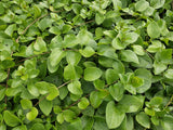 24x Vinca major 'Alba' - ↕10-25cm - Ø9cm
