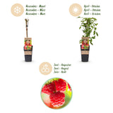 Green boutiQ - Fruitplant - Rubus idaeus Ottawa - Frambozenplant - Winterhard - Rode Framboos - 2 Planten - Pot 15cm - Hoogte 50cm
