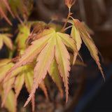 Green boutiQ - Tuinplant - Acer palmatum Katsura - Oranje - 3 Planten - Bladverliezend - Weinig Onderhoud - Pot 12cm Hoogte 35cm