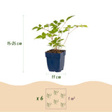 Green boutiQ - Vasteplant - Astilbe (J) Europa - Pluimspirea - Schaduw - Roze - 24 Planten - Pot 11cm - Hoogte 15-25cm