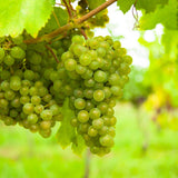 Green boutiQ - Fruitplant - Vitis vinifera Vroege van der Laan - Druivenplant - Winterhard - Witte Druif - 2 Planten - Pot 15cm - Hoogte 50cm