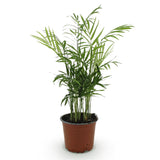 Green boutiQ - Kamerplant - Chamaedorea elegans - Goudpalm - Huisdiervriendelijke Plant - Groen - 1 Plant - Pot 12cm - Hoogte 15cm