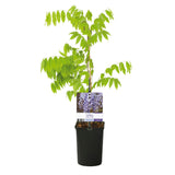 Green boutiQ - Blauwe regen - Wisteria floribunda Prolific - Bloem Blauw- 1 plant - Pot 11cm Hoogte 40cm