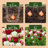 120x Tulipa Dutch Design - Tulp Dutch Design - Roze en Wit - Voorjaarsbloeier - Bolmaat 11/12