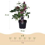 Green boutiQ - Tuinplant - Lenten Rose - Helleborus orientalis Double Ellen Red - Rode Bloem -2 Planten - Groenblijvend - Pot 14cm Hoogte 35cm