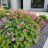 Green boutiQ - Vasteplant - Geranium cant. Cambridge - Ooievaarsbek - Bodembedekkend - Licht Roze - 24 Planten - Pot 11cm - Hoogte 15-25cm