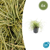 6x Carex oshim. 'Evergold'- ↕10-25cm - Ø9cm