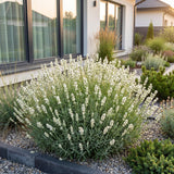 Green boutiQ - Vasteplant - Lavandula ang. Hidcote - Lavendel - Geurend - Paars - 12 Planten - Pot 11cm - Hoogte 15-25cm