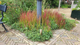 48x Imperata cylindrica 'Red Baron' - ↕10-25cm - Ø9cm