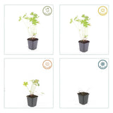 48x Geranium 'Johnson's Blue' - ↕10-25cm - Ø9cm