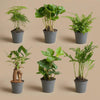 Planten set - Groen - 6 groene planten - potmaat 6