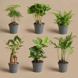Planten set - Groen - 6 groene planten - potmaat 6