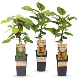 Green boutiQ - Fruitplant - Actinidia Weiki & Hayward - Kiwiplant - 1 Mannelijke - 2 Vrouwelijke - Planten - Groen - Pot 15cm - Hoogte 50cm