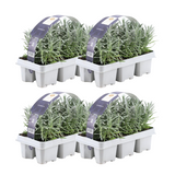 4x 6 pack Lavendel angustifolia - Ø7 cm - ↕15 cm