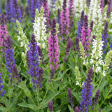 Green boutiQ - Vasteplant - Salvia Tricolour - Salie - Geurend - Paars - Roze - Wit - 6 Planten - Pot 11cm - Hoogte 15-25cm