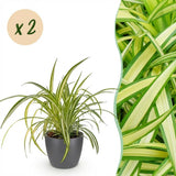 Green boutiQ - Kamerplant - Chlorophytum comosum Variegatum - Bonte Graslelie - Huisdiervriendelijke Plant - Groen - 2 Planten - met Potter Grijs - Pot 12cm - Hoogte 20cm