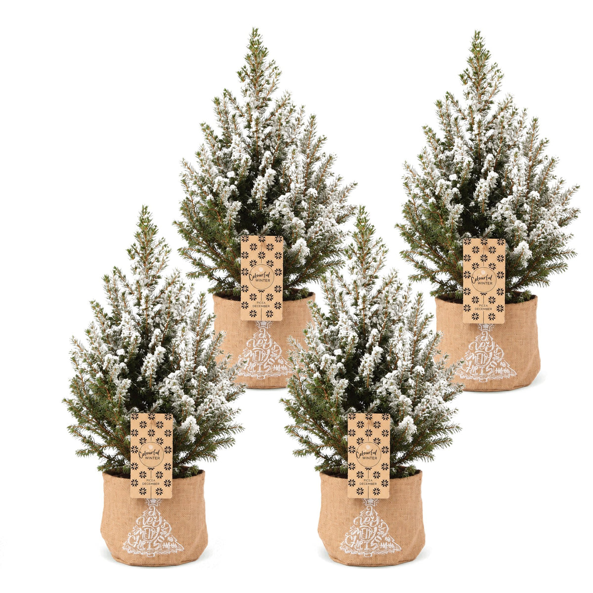 Set van 4 — Kegelspar kerstboom besneeuwd — Ø17 cm, 65 cm hoog — met jute zak