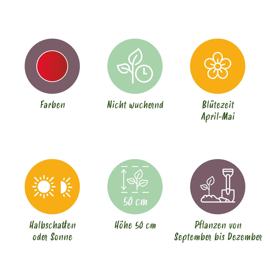 Tulpenbollen Triumph Red — rood, 15 stuks (bolmaat 11/12)