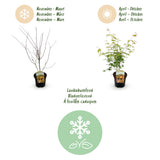 Green boutiQ - Terrasplant - Japanse Esdoorn - Acer palmatum Katsura - Oranje - 1 Plant - Bladverliezend - Pot 19cm Hoogte 70cm