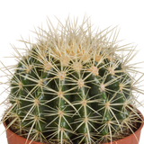 Echinocactus grusonii 12cm