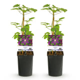 Green boutiQ - Klimplant - Clematis Mikelite - Bloem Paars - Weinig onderhoud -2 planten -Pot 11cm Hoogte 40cm