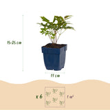 Green boutiQ - Vasteplant - Astilbe (A) Fanal - Pluimspirea - Schaduw - Rood - 24 Planten - Pot 11cm - Hoogte 15-25cm